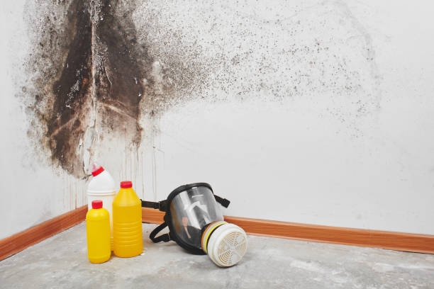 Best Industrial Mold Remediation in Russellville, AR