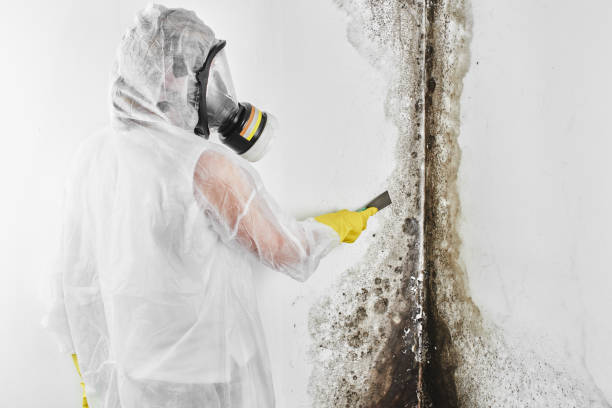 Best Attic Mold Remediation in Russellville, AR