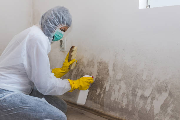 Best Bathroom Mold Remediation in Russellville, AR