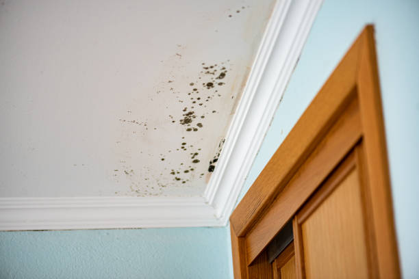 Best DIY Mold Remediation Support Services in Russellville, AR