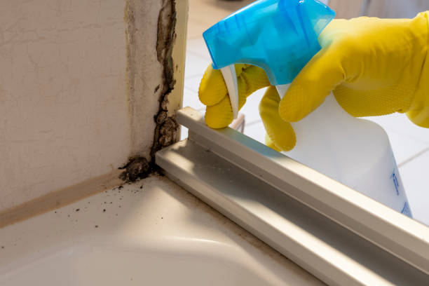 Best Emergency Mold Remediation in Russellville, AR