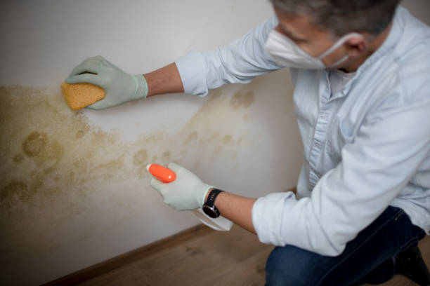 Best Commercial Mold Remediation in Russellville, AR