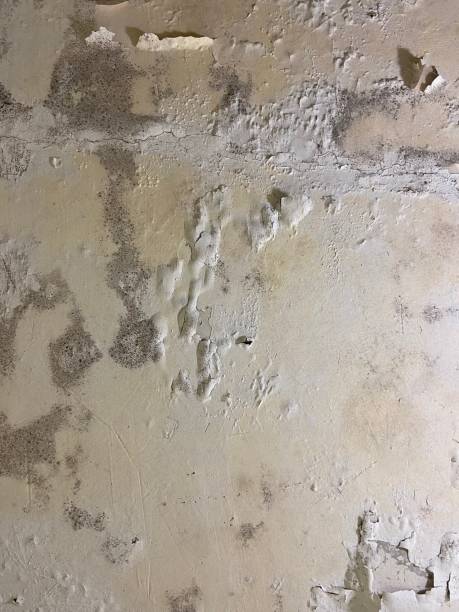 Best Residential Mold Remediation in Russellville, AR