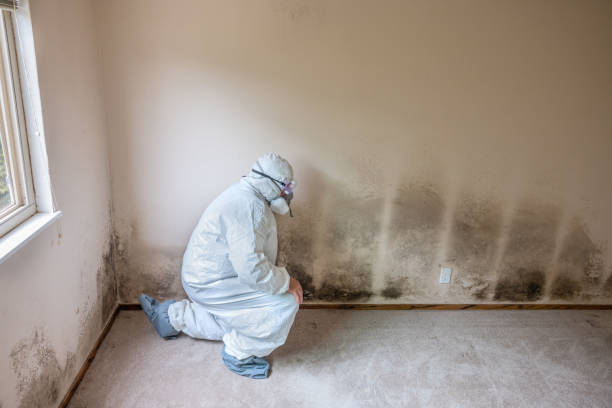 Best Residential Mold Remediation in Russellville, AR